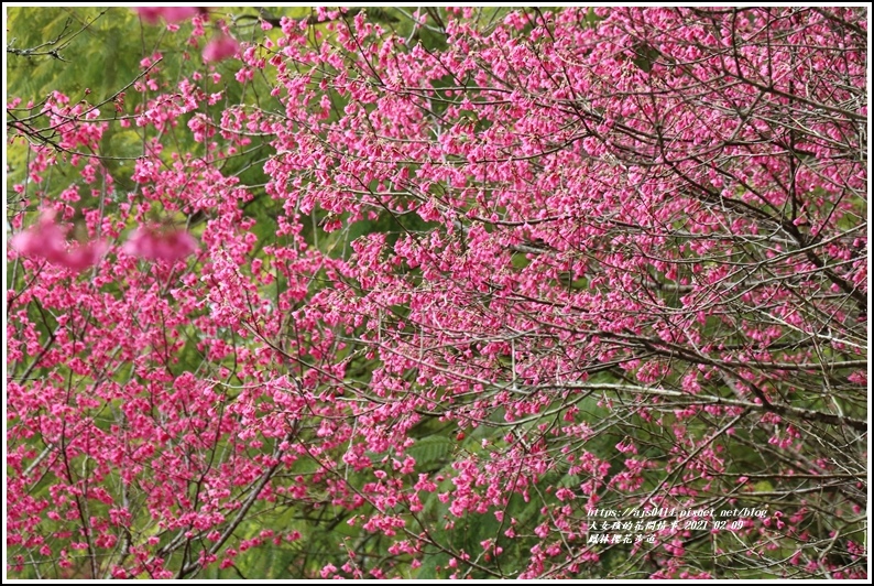 鳳林櫻花步道-2021-02-12.jpg