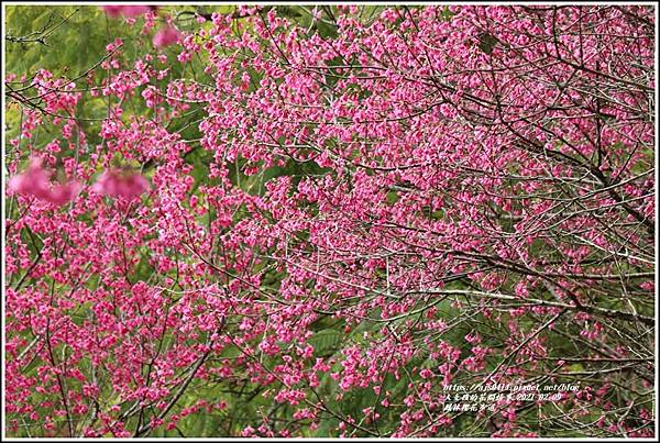 鳳林櫻花步道-2021-02-12.jpg