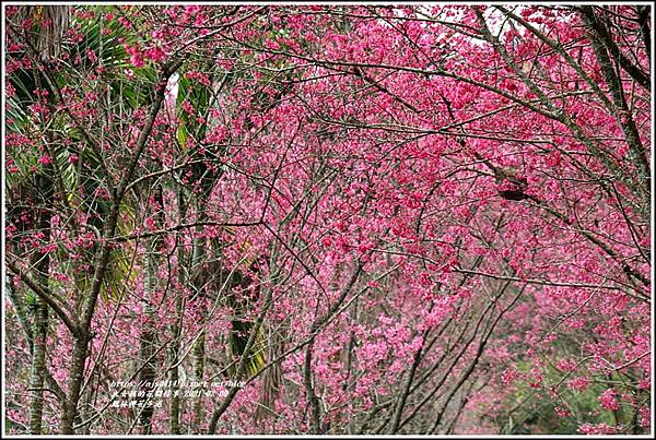 鳳林櫻花步道-2021-02-13.jpg