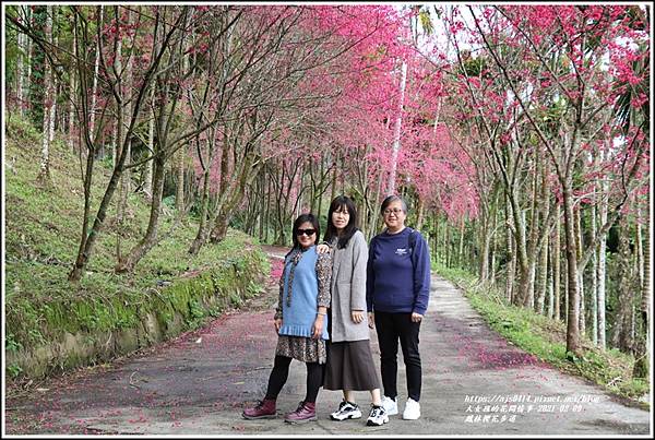 鳳林櫻花步道-2021-02-15.jpg