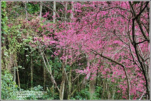 鳳林櫻花步道-2021-02-11.jpg