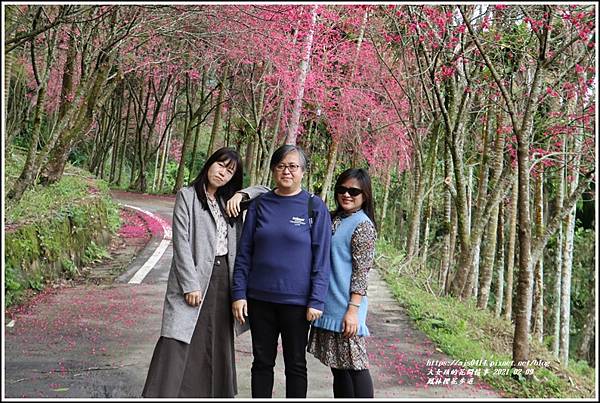 鳳林櫻花步道-2021-02-16.jpg