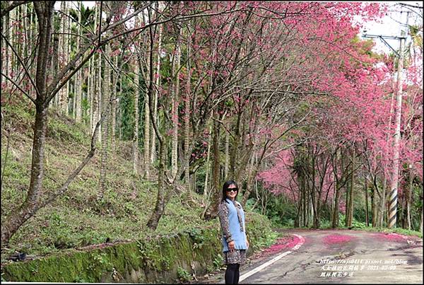 鳳林櫻花步道-2021-02-18.jpg