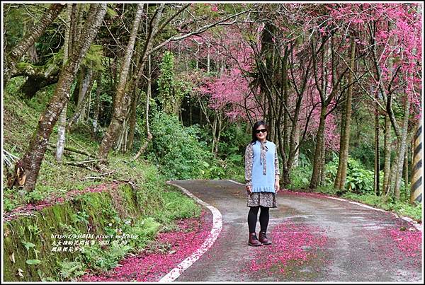 鳳林櫻花步道-2021-02-19.jpg