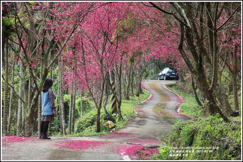 鳳林櫻花步道,櫻花盛開,山櫻,八重櫻,鳳林鎮,櫻花追逐,花蓮賞櫻,花蓮,鳳林,櫻花,賞櫻,賞花,花季,拍照,打卡,百岳,神木