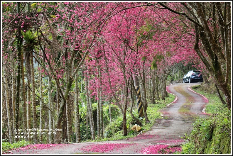 鳳林櫻花步道-2021-02-21.jpg