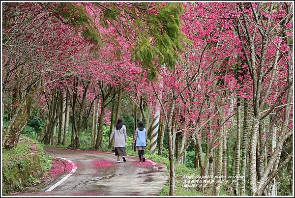鳳林櫻花步道-2021-02-26.jpg