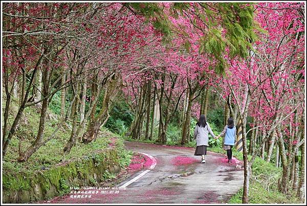 鳳林櫻花步道-2021-02-27.jpg