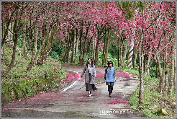 鳳林櫻花步道-2021-02-28.jpg