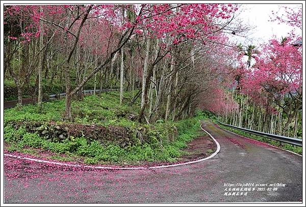 鳳林櫻花步道-2021-02-37.jpg