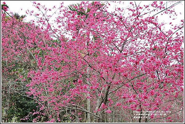 鳳林櫻花步道-2021-02-39.jpg