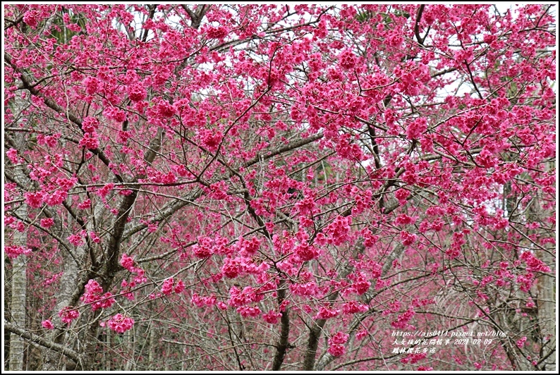 鳳林櫻花步道-2021-02-40.jpg