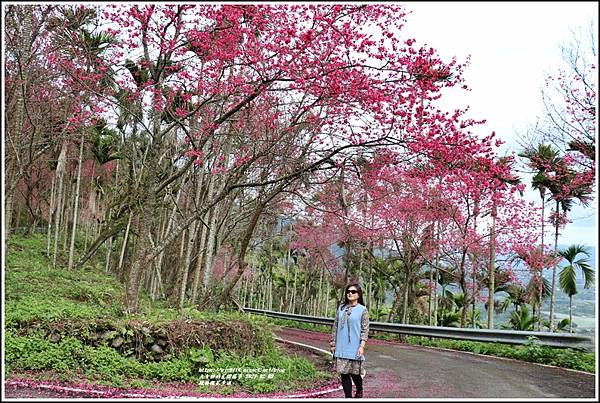 鳳林櫻花步道-2021-02-42.jpg