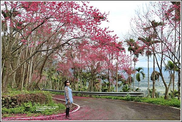 鳳林櫻花步道-2021-02-43.jpg