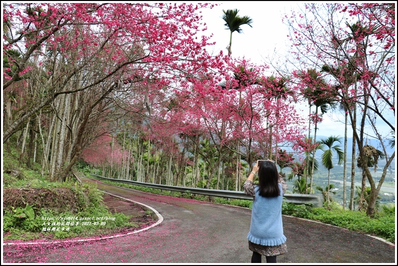 鳳林櫻花步道-2021-02-45.jpg