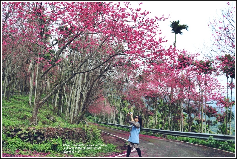 鳳林櫻花步道-2021-02-47.jpg