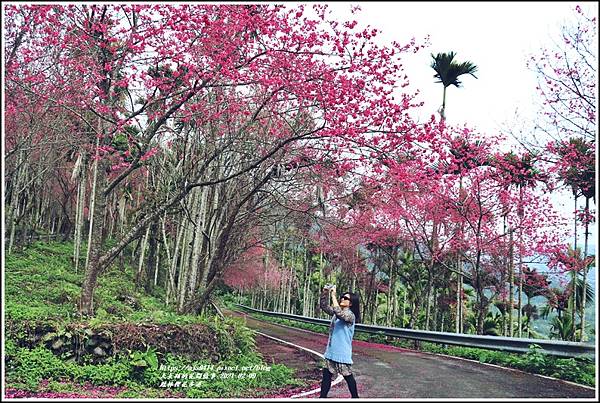 鳳林櫻花步道-2021-02-47.jpg