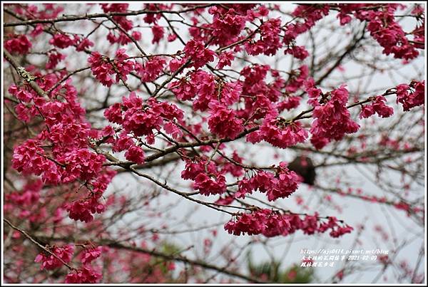 鳳林櫻花步道-2021-02-50.jpg