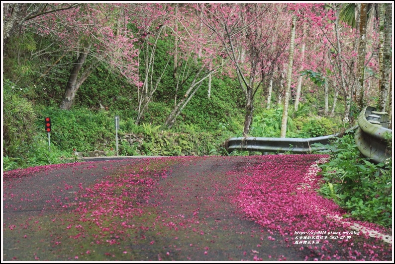 鳳林櫻花步道-2021-02-52.jpg