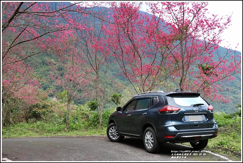 鳳林櫻花步道-2021-02-57.jpg