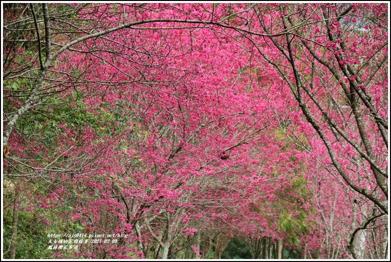 鳳林櫻花步道-2021-02-60.jpg