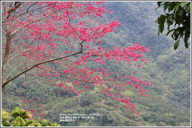 鳳林櫻花步道-2021-02-62.jpg