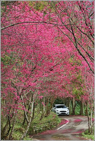 鳳林櫻花步道-2021-02-56.jpg