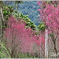 鳳林櫻花步道-2021-02-67.jpg