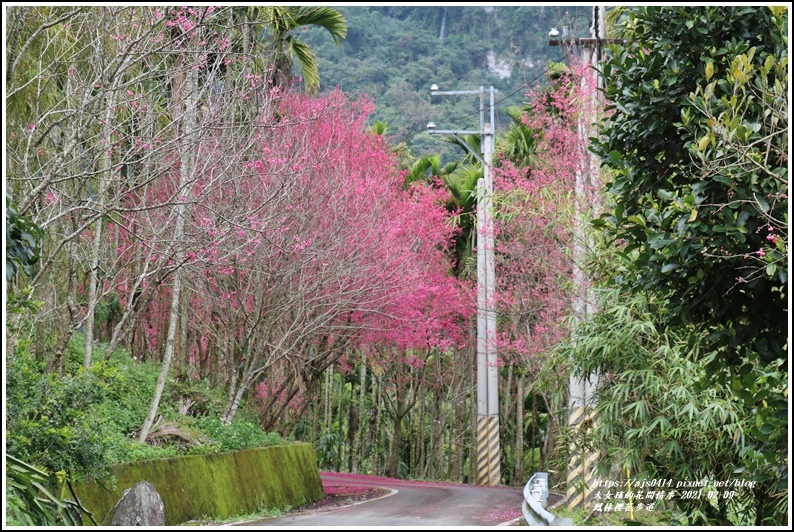 鳳林櫻花步道-2021-02-65.jpg