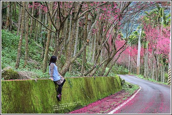 鳳林櫻花步道-2021-02-69.jpg