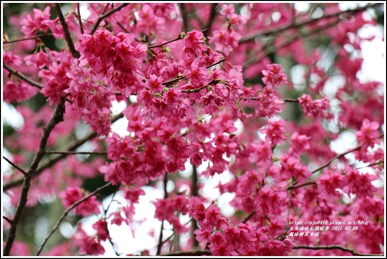 鳳林櫻花步道-2021-02-73.jpg