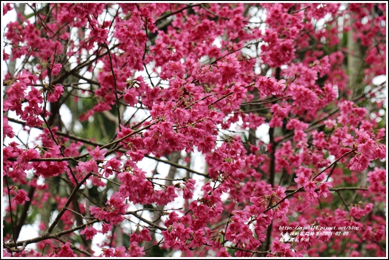 鳳林櫻花步道-2021-02-71.jpg