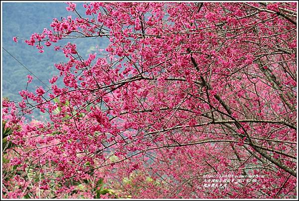 鳳林櫻花步道-2021-02-72.jpg