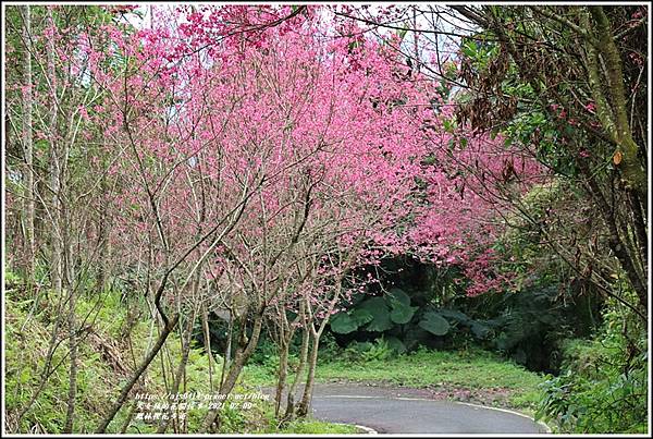 鳳林櫻花步道-2021-02-75.jpg