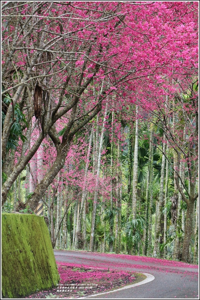 鳳林櫻花步道-2021-02-74.jpg