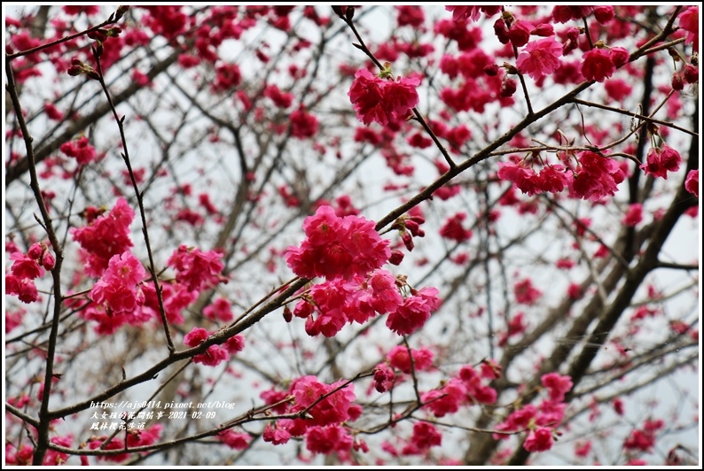 鳳林櫻花步道-2021-02-90.jpg