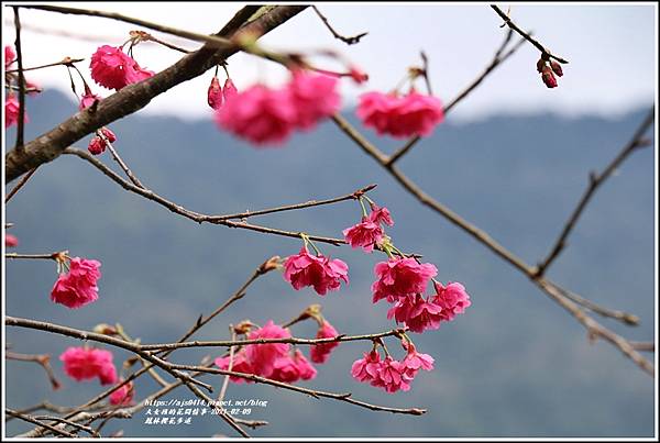 鳳林櫻花步道-2021-02-89.jpg