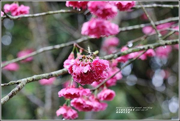 樹湖櫻花步道-2021-02-02.jpg