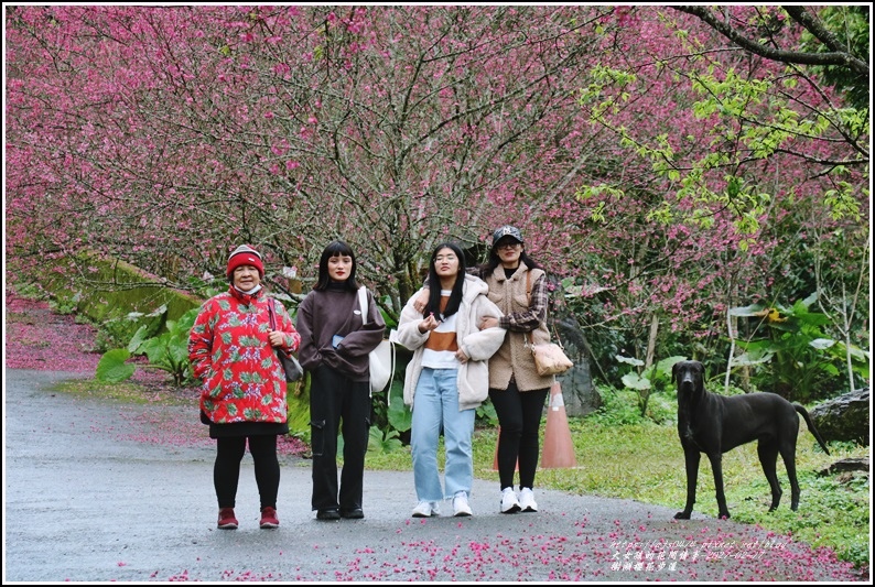 樹湖櫻花步道-2021-02-06.jpg