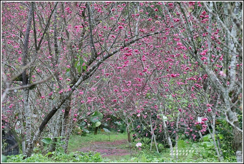 樹湖櫻花步道-2021-02-05.jpg