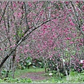 樹湖櫻花步道-2021-02-05.jpg