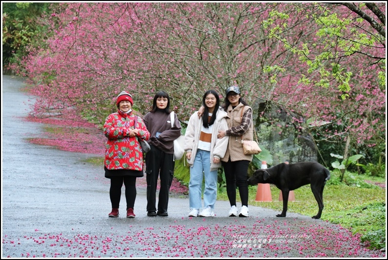 樹湖櫻花步道-2021-02-07.jpg