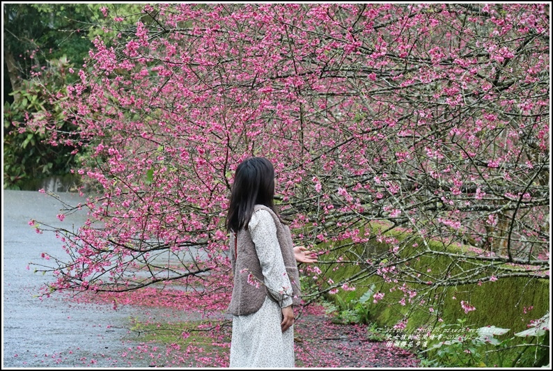 樹湖櫻花步道-2021-02-08.jpg