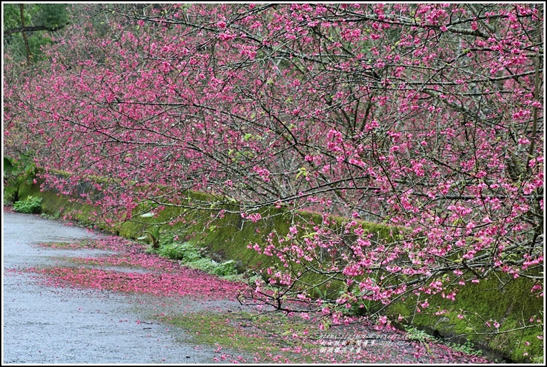 樹湖櫻花步道-2021-02-12.jpg