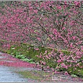 樹湖櫻花步道-2021-02-12.jpg