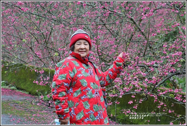 樹湖櫻花步道-2021-02-13.jpg