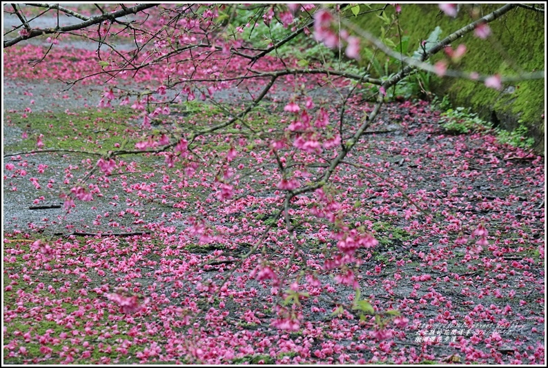 樹湖櫻花步道-2021-02-11.jpg