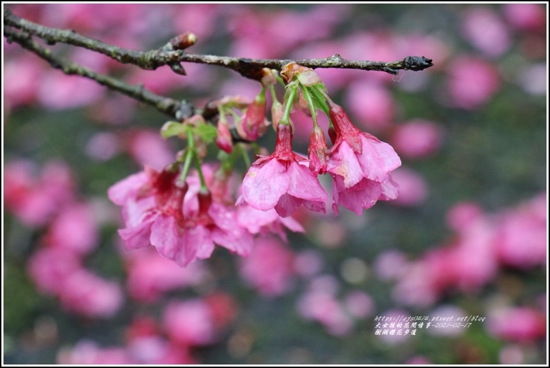 樹湖櫻花步道-2021-02-19.jpg