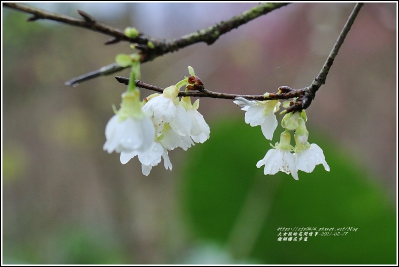 樹湖櫻花步道-2021-02-27.jpg