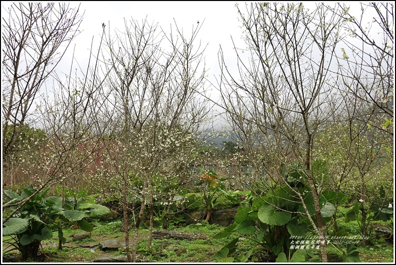 樹湖櫻花步道-2021-02-28.jpg